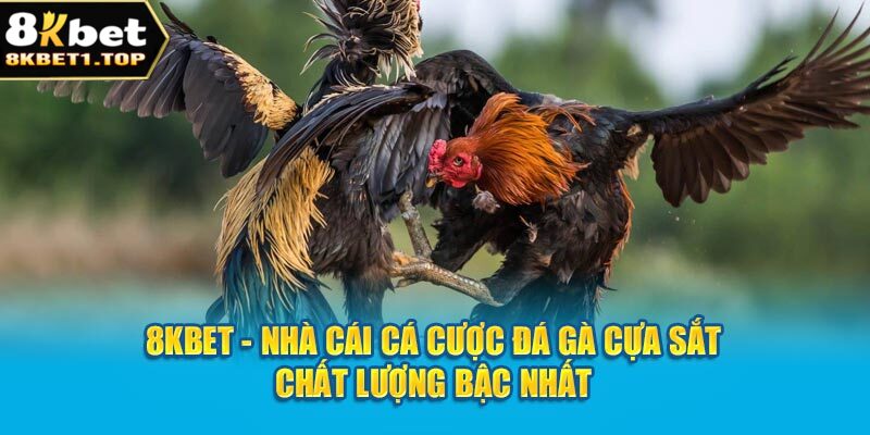 8kbet - Nhà cái cá cược đá gà cựa sắt chất lượng bậc nhất