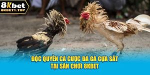 Độc Quyền Cá Cược Đá Gà Cựa Sắt Tại Sân Chơi 8kbet